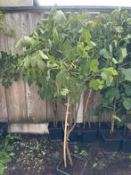 Vijgenboom/vijgenplant speciale soort met grote zoete vijgen, Ophalen of Verzenden, Overige soorten, Struik, 100 tot 250 cm