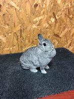 Kleurdwerg Chinchilla Voedster (dwergkonijn), Dieren en Toebehoren, Konijnen, Vrouwelijk, Dwerg, 3 tot 5 jaar