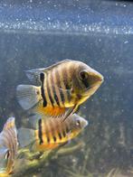 Heros rotkeil, Dieren en Toebehoren, Vissen | Aquariumvissen, Vis