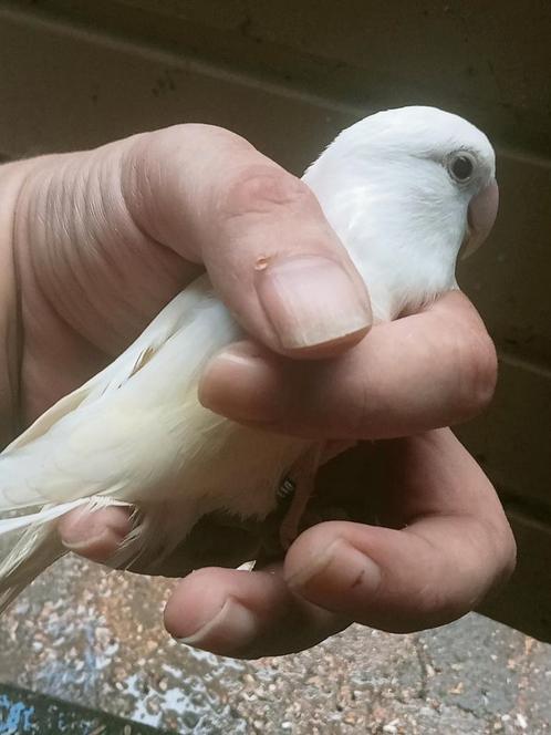 Prachtig koppel agapornis roseicollie crème ino x roodmasker, Dieren en Toebehoren, Vogels | Parkieten en Papegaaien, Dwergpapegaai of Agapornis