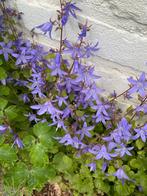 Campanula: Charmante Klokjesbloem voor uw Tuin, Bodembedekkers, Vaste plant, Ophalen of Verzenden, Halfschaduw