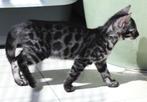"Black Panther" silver charcoal Bengaal Jongen met Stamboom, Dieren en Toebehoren, Katten en Kittens | Raskatten | Korthaar, 0 tot 2 jaar