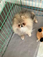 Mooi pomeranian teefje, Dieren en Toebehoren, Parvo, Particulier, Overige rassen, 8 tot 15 weken