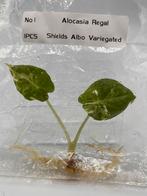 Alocasia Regal Shields Albo Variegata TC - Zeldzaam!, Huis en Inrichting, Kamerplanten, Ophalen of Verzenden, Halfschaduw, Minder dan 100 cm