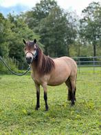 Drachtige mini paard merrie, Dieren en Toebehoren, Pony's, Merrie, Niet van toepassing, Gechipt, A pony (tot 1.17m)