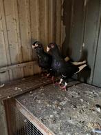 Te koop, Meerdere dieren, Overige soorten