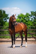 Super betrouwbare 4 jarige merrie, Dieren en Toebehoren, Paarden, Merrie, B, Gechipt, Dressuurpaard