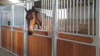 Voorwand | Luxe Model D | Nieuw | Stalwand | 05, Dieren en Toebehoren, Stalling en Weidegang, Stalling, 4 paarden of pony's of meer