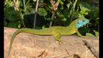 Lacerta viridis of bilineata Smaragd Hagedissen Gezocht, Dieren en Toebehoren, Reptielen en Amfibieën, 0 tot 2 jaar, Hagedis