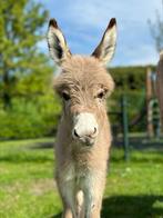 Gezocht: twee jonge ezeltjes voor kinderboerderij, Dieren en Toebehoren, Overige Dieren, Januari, Geslacht onbekend