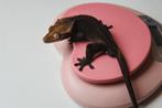Erg mooie donkere charcoal wimpergekko man te koop, Hagedis, 3 tot 6 jaar
