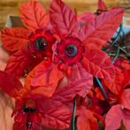 Vintage kerstverlichting,  kerststerren, Diversen, Kerst, Ophalen of Verzenden