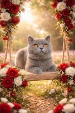 Brits korthaar poesje, Dieren en Toebehoren, Poes, Met stamboom, 0 tot 2 jaar