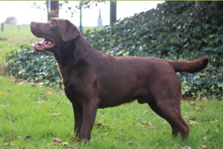 Dekreuen met stamboom. Niet te koop., Dieren en Toebehoren, Honden | Retrievers, Spaniëls en Waterhonden, Reu, Labrador retriever