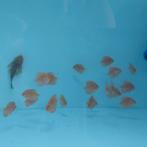 Discusvissen red melon x curipera, Dieren en Toebehoren, Vissen | Aquariumvissen, Vis