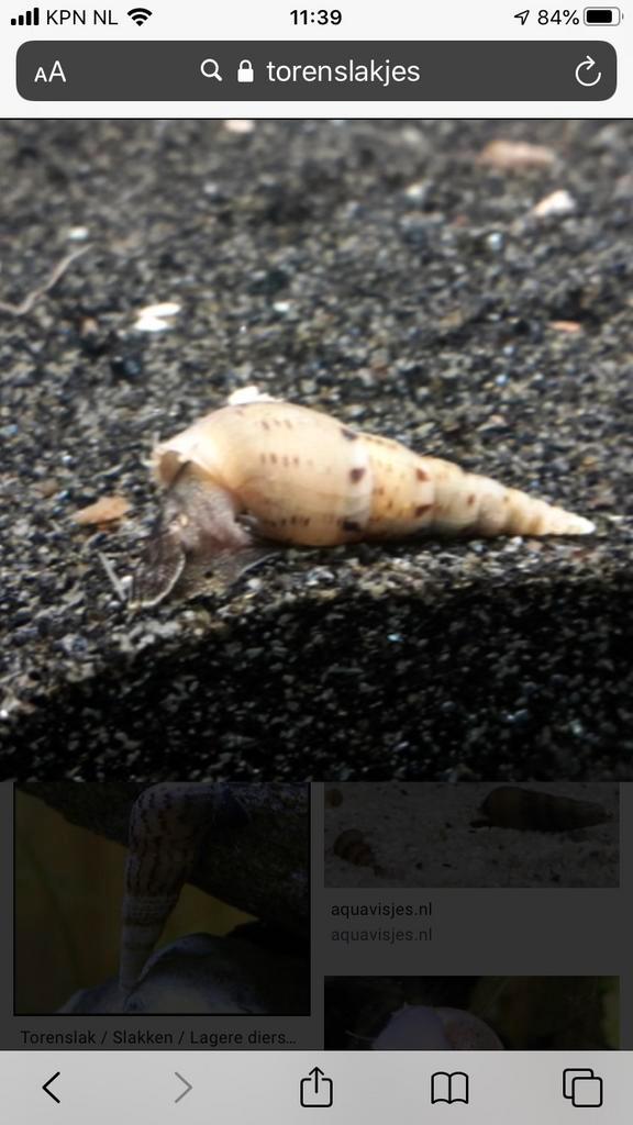 Gratis punt slakken, Dieren en Toebehoren, Vissen | Vijvervissen, Overige soorten