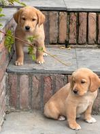 Labrador redfox  x  Nova scotia duck tolling retriever, Dieren en Toebehoren, Honden | Retrievers, Spaniëls en Waterhonden, Reu