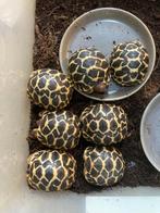 Schildpad, Dieren en Toebehoren, Reptielen en Amfibieën, Schildpad, 0 tot 2 jaar