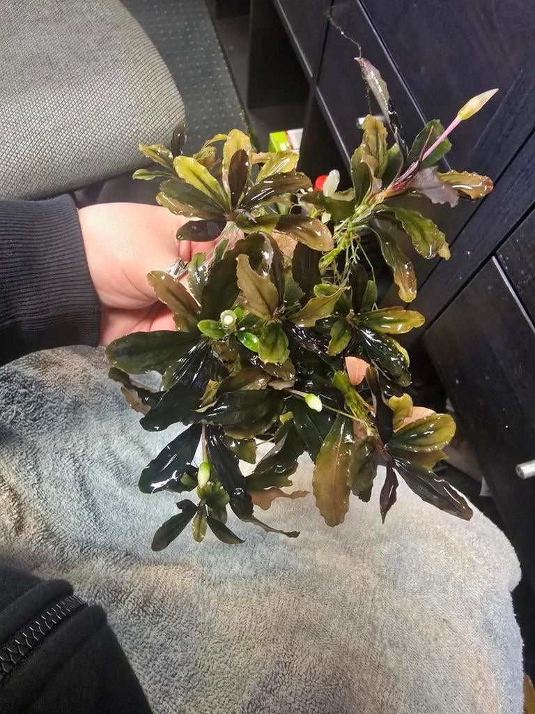 Aquarium plant., Dieren en Toebehoren, Vissen | Aquaria en Toebehoren, Ophalen of Verzenden, Nieuw, Plant(en), Steen of Hout