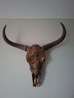 Buffel schedel, Ophalen, Gebruikt, Schedel