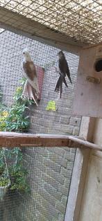 Wit masker valkparkieten., Dieren en Toebehoren, Meerdere dieren, Parkiet