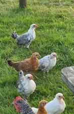 2 haantjes friese zilverpel, Dieren en Toebehoren, Mannelijk, Kip