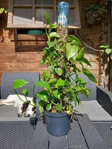 Verschillende kamerplanten (groot en klein) beschikbaar voor biedingen