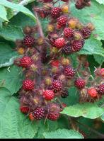 Rubus phoenicolasius framboos, Tuin en Terras, Zomer, Ophalen