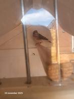 Witstuit edelzanger man geringd met dna 2023