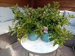 Buitenplanten~Hebe Addenda.2 stuks., Ophalen of Verzenden, Overige soorten, Volle zon