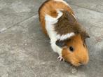2 Cavia's met mooi verblijf/hok, Cavia, Vrouwelijk, November, Tam