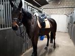 Weidemaatje aangeboden, Dieren en Toebehoren, Paarden, Merrie