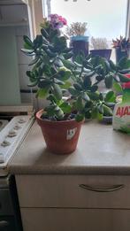 Crassula Ovata (Jadeplant) in pot, Vetplant, In pot, Minder dan 100 cm, Groene kamerplant