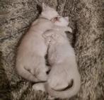 Lieve Siberische & Ragdoll Kittens Zoeken Liefdevol Thuis!, Dieren en Toebehoren, Katten en Kittens | Raskatten | Langhaar, Meerdere dieren