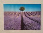 Lavendelveld met Boom, Ophalen, Gebruikt, 125 cm of meer, Foto of Poster