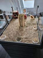 Mooi ruim (cavia)verblijf, Dieren en Toebehoren, Knaagdieren en Konijnen | Hokken en Kooien, Kooi, Hamster, Ophalen, Minder dan 60 cm