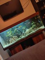 Juwel Rio 450L + inhoud, Dieren en Toebehoren, Ophalen, Gebruikt, Gevuld zoetwateraquarium