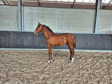 Prachtige hengstenveulens beschikbaar voor biedingen