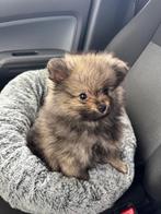 Pomeriaan pup bear face, Dieren en Toebehoren, Honden | Poolhonden, Keeshonden en Oertypen, Particulier, 15 weken tot 1 jaar, Reu