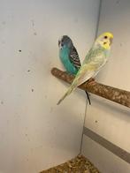 Koppel grasparkieten broed perfect, Dieren en Toebehoren, Vogels | Parkieten en Papegaaien, Meerdere dieren, Parkiet