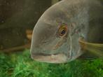 2x Hoplarchus psittacus, Dieren en Toebehoren, Vissen | Aquariumvissen, Vis, Zoetwatervis