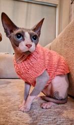 Gebreide trui kattenkleding Sphynx kat kitten Rex Handmade, Dieren en Toebehoren, Katten-accessoires, Ophalen of Verzenden, Nieuw