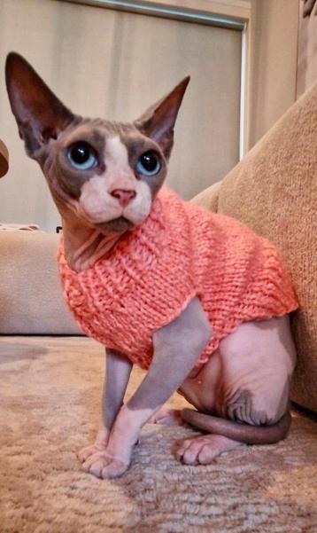 Gebreide trui kattenkleding Sphynx kat kitten Rex Handmade beschikbaar voor biedingen