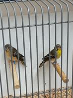 Citroenborstedelzangers., Meerdere dieren, Tropenvogel, Geringd