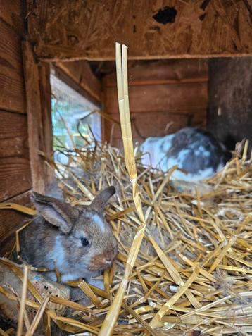 Jonge konijntjes lotharinger en Hollandse hangoor beschikbaar voor biedingen