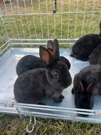 Konijnen, Dieren en Toebehoren, Meerdere dieren, Dwerg