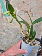 Orchidee Cattleya Kleinbloemig p12 (3), Ophalen of Verzenden, Overige soorten, Minder dan 100 cm