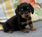 3 langharige dwergteckel pups reutjes-8 weken oud, Dieren en Toebehoren, Honden | Teckels en Dashonden, 8 tot 15 weken, Dwerg