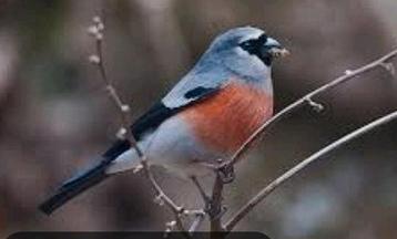 Masker goudvink mannen beschikbaar voor biedingen
