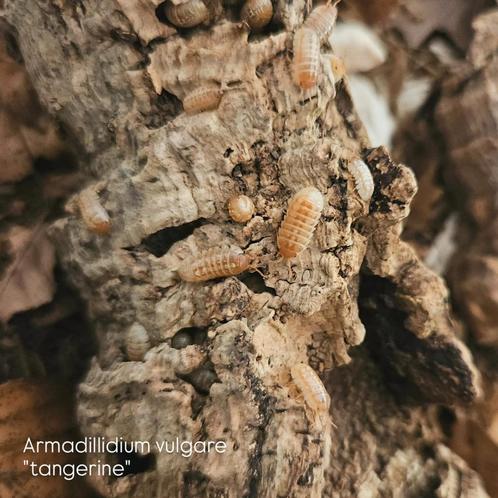 Armadillidium vulgare (tangerine), Dieren en Toebehoren, Reptielen en Amfibieën, Overige soorten, 0 tot 2 jaar